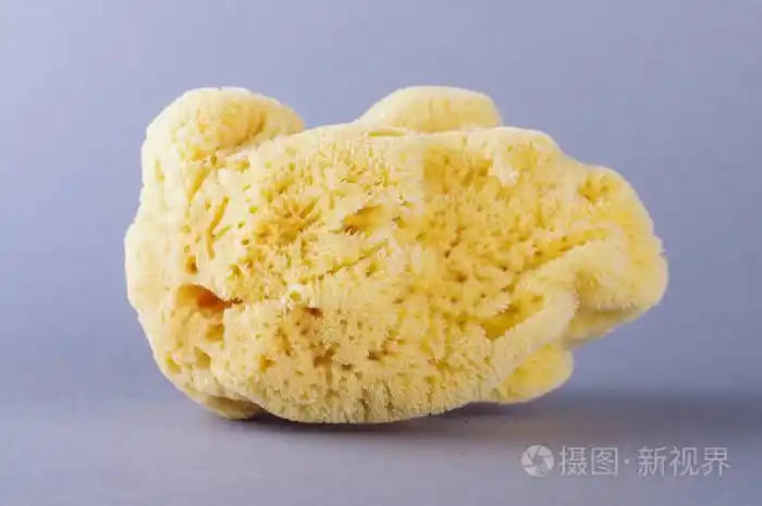 天然地中海海海绵