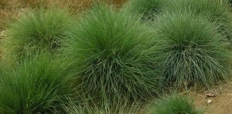 p>紫羊茅(学名: i>festuca rubra /i> l.