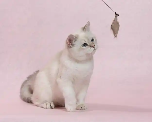 北京英短蓝金点弟弟