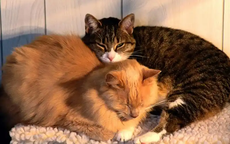 android安卓成双成对 动物 甜蜜 情侣 宽屏 爱情高清手机壁纸免费下载