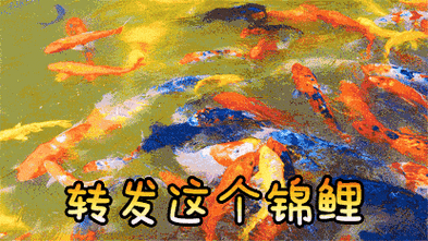 转发这条锦鲤_锦鲤_转发_这条表情