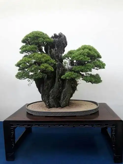 山石盆景,意在险,松树生在悬崖峭壁之上,这绝对是文人骚客喜欢歌颂的