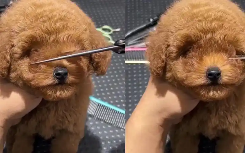 主人给泰迪狗剪毛做造型,几刀下去后活像布娃娃,大眼睛萌翻网友
