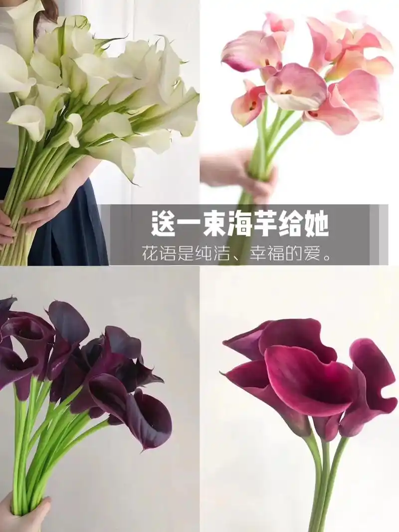 送束花给她·温柔海芋此情永不渝马蹄莲逆袭|||【花语】 海芋 - 抖音