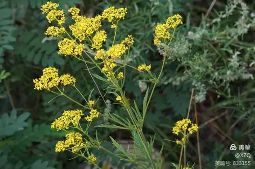 败酱全草入药,清热解毒,消肿排脓.