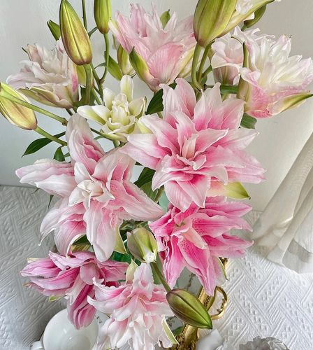 伊莎贝拉重瓣香水百合基地地直发直批水养粉色鲜切顺丰鲜花速递(同城)