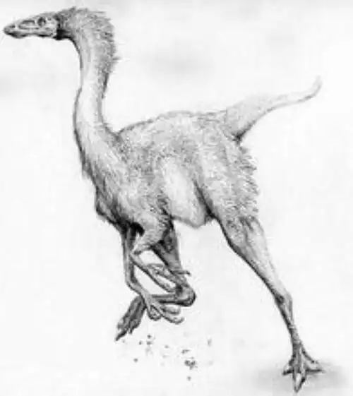 p>似鸵龙(属名:struthiomimus)是种类似 a href="#" data-lemmaid="
