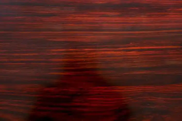 红酸枝木 | 酸枝木