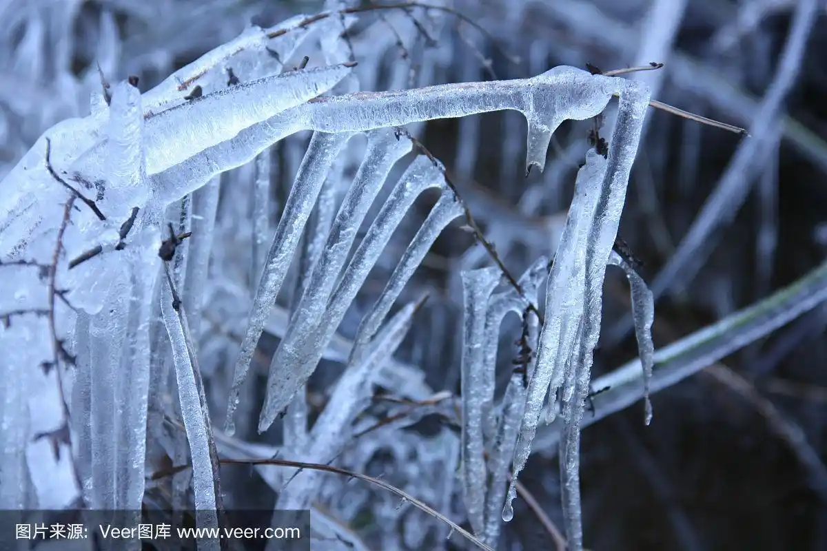 结冰的路边,树木被溅起的融水冻成了冰.
