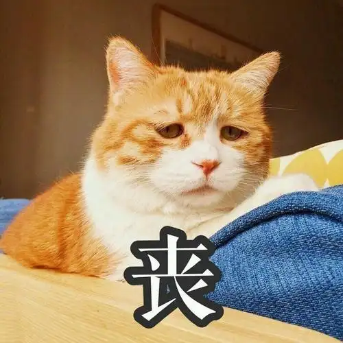 橘猫表情包676767不开心