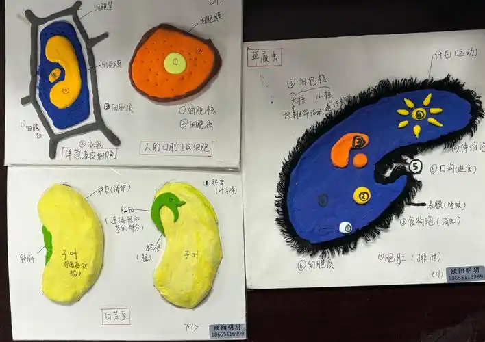 合肥市第四十五中学第三届生物模型大赛