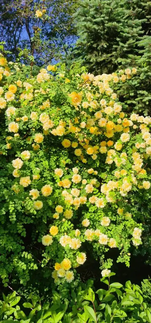 黄刺玫让胡路区