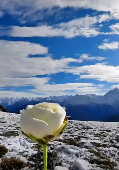 难得一见的天山雪莲花