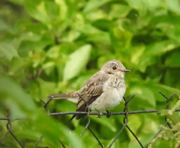 spotted flycatcher