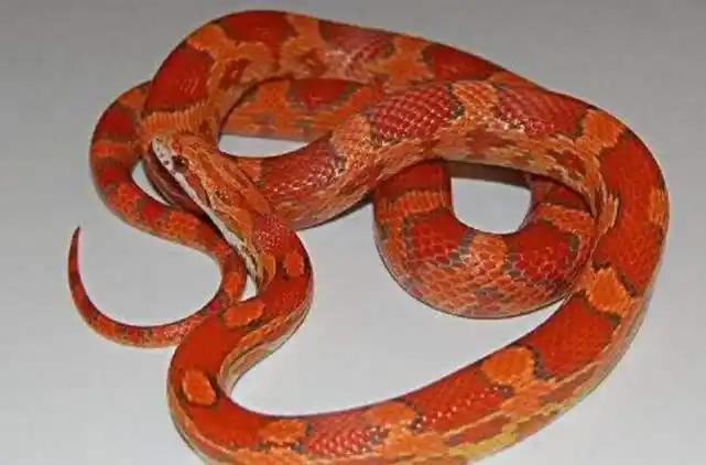 这种蛇没有毒,被誉为十大最美丽的蛇之一