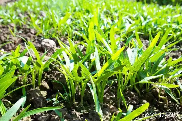我们有空心菜苗了,通过空心菜苗种植的方式,空心菜就会生长非常快