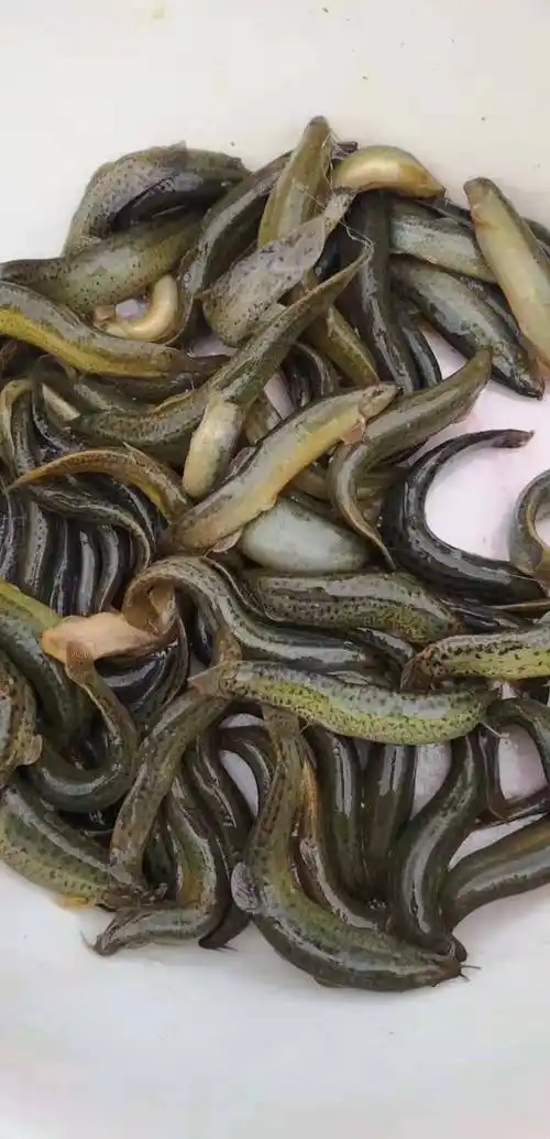 台湾泥鳅 20条/斤
