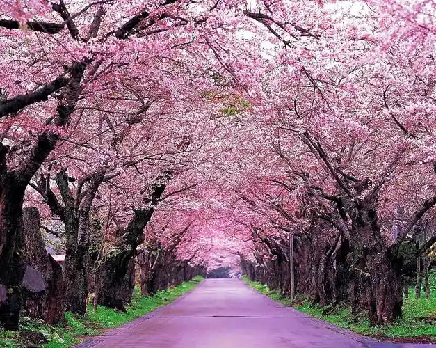樱桃花和樱花的区别是什么樱花和樱桃花的不同点