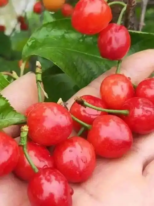 从一片绿意中探头而出如玛瑙般缀满枝头收费标准78元一大一小樱桃采摘