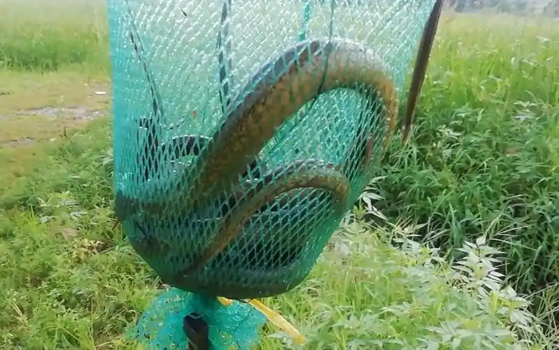 这地方的黄鳝真大,农村老头放一车地笼,第二天早上收获全是大货