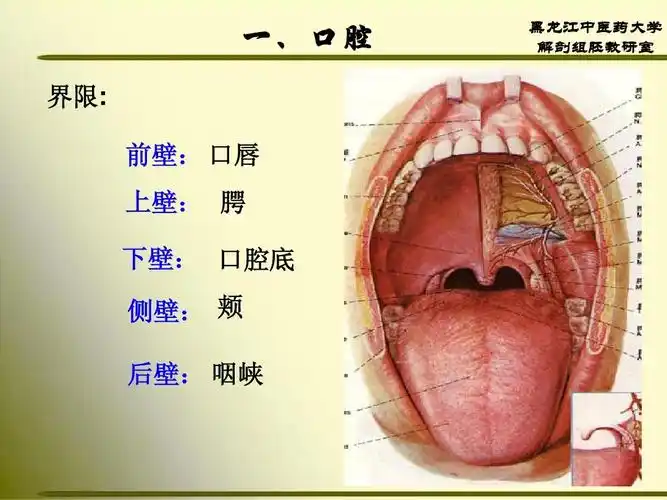 一,口腔 界限: 前壁: 口唇 上壁: 腭 下壁: 口腔底 黑龙江中医药大学