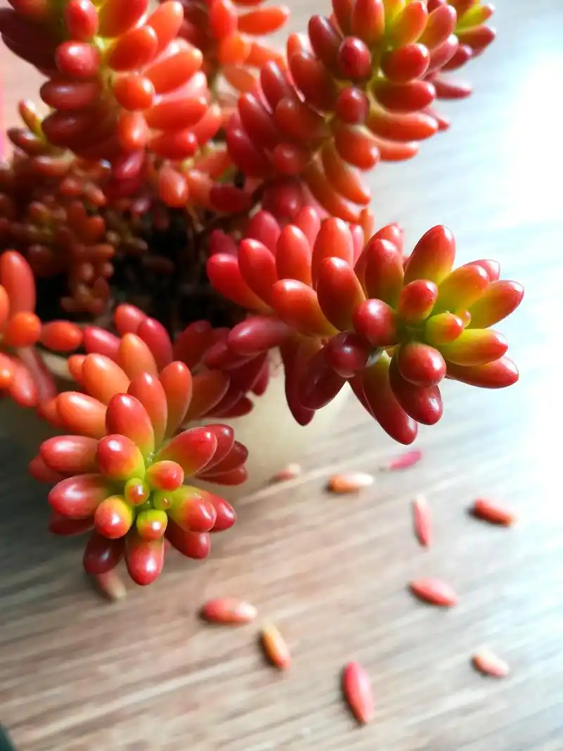 虹之玉锦图鉴共赏