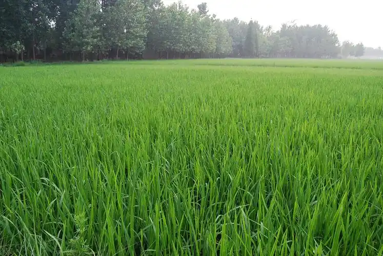 刚才那个英格兰薰衣草的来看看中国随便一个不知名农场稻田吧高清大图