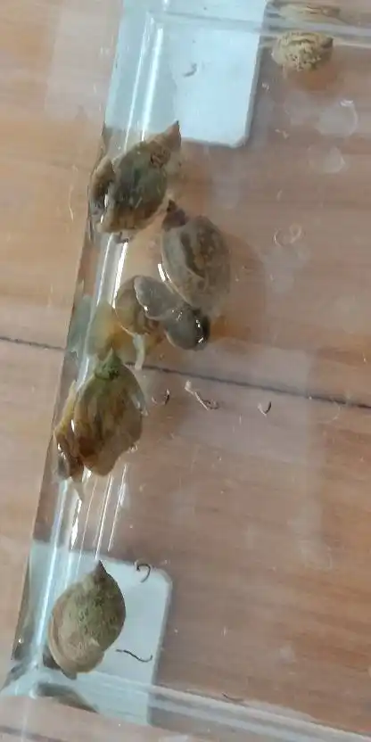 请问大神这是什么蜗牛?