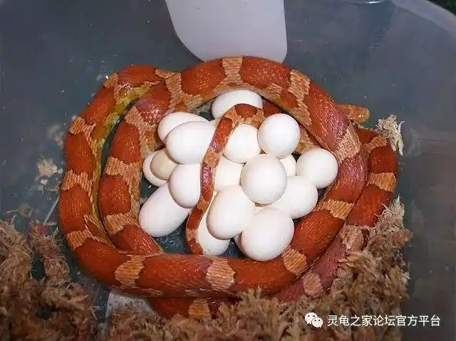 较常见的玉米蛇品系图鉴多图