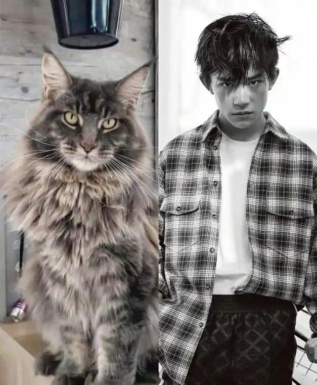易烊千玺和缅因猫的适配度有多高萌宠视频让网友直呼这是千玺