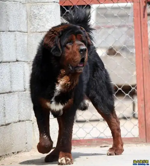 古老版虎头獒——北京哮天獒园画册 - 藏獒交易 - 猛犬俱乐部-中国