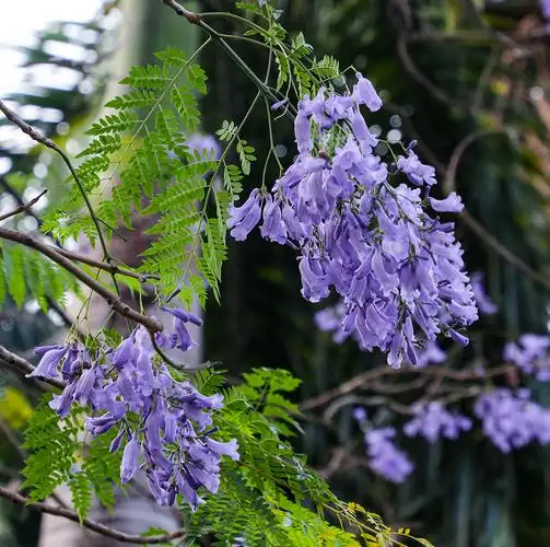 蓝花楹有何特色?蓝花楹,紫葳科,蓝花楹属的落叶乔木.