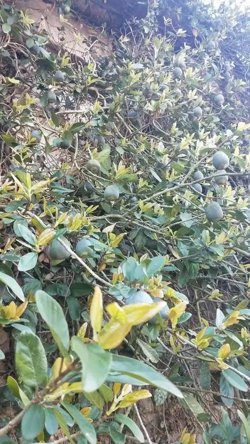 霹雳果,又名金丝楠果,爱玉果,它是一种生长在热带地区的有机水果.