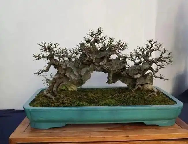 过桥式盆景,真不愧是鬼斧神工!