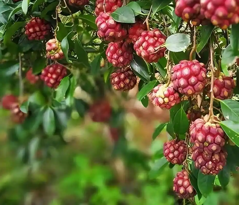 家中有院子的,不妨都安排上这种果树,耐寒耐旱,好吃又营养