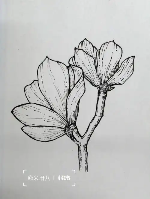 黑白线描临摹禅绕画玉兰花叶控笔训练