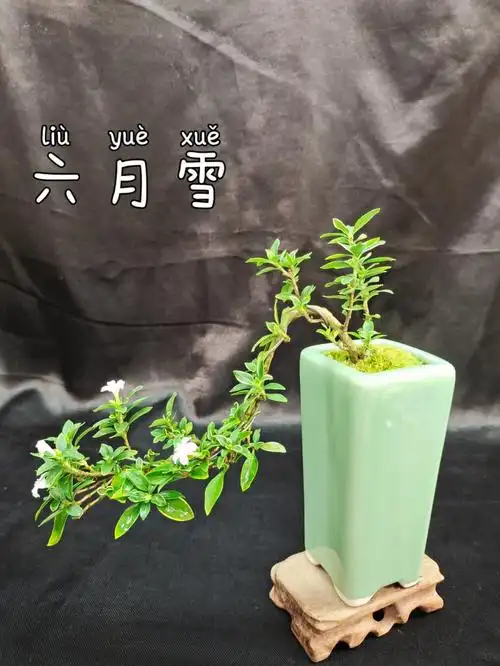 提根六月雪造型款式多多