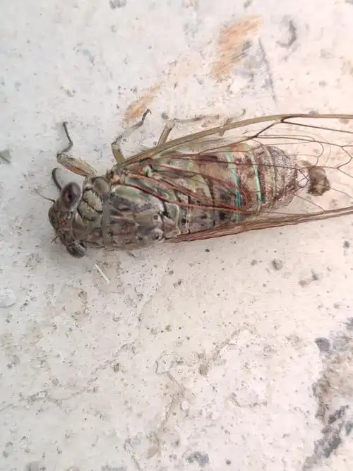 将死的知了 - 油乐园 - 一加手机社区官方论坛