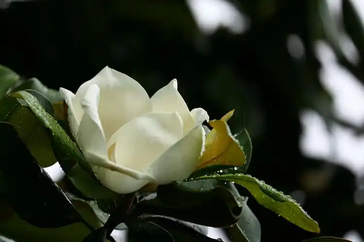 家北阳台观赏广玉兰 2018.05.16～06.06.