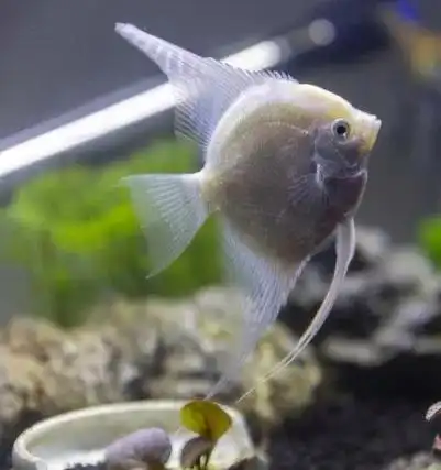 燕鱼玻璃三色神仙三色神仙鱼熊猫神仙鱼秘鲁神仙最好养的品种神仙鱼