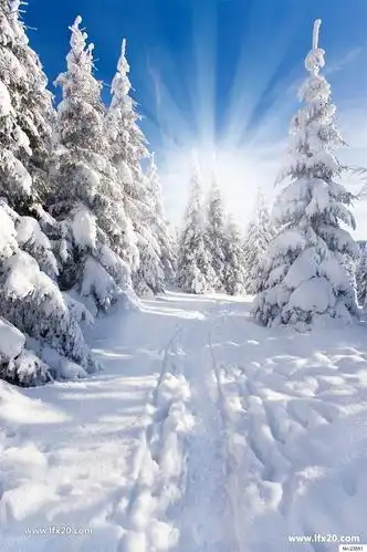 大雪天雪地雪景唯美jpg图片素材