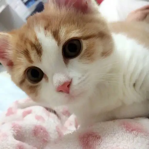 不知道什么品种～～～微博上看到的～～～超级可爱的小橘猫