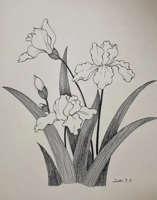 黑白线条鸢尾花