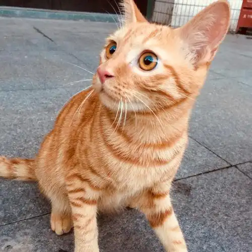 【上海】橘猫求领养