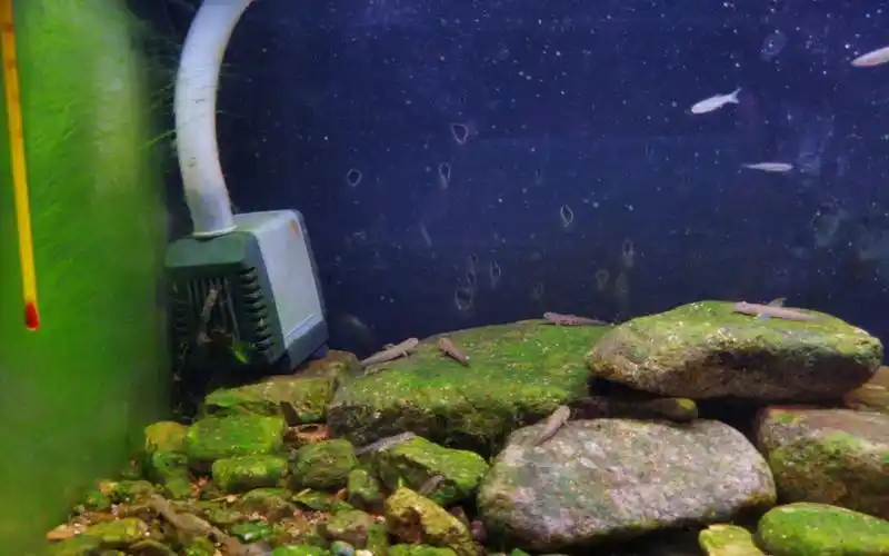 【浅谈原生缸爆藻】