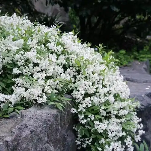 冰生溲疏大苗雪球花雪樱花庭院阳台多年生灌木植物花量大s白花大盆带