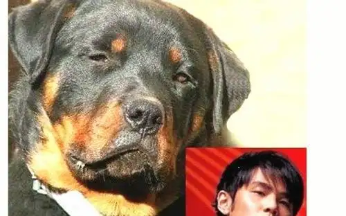 明星撞脸动物,周杰伦有代言人了,最后一个我笑了!