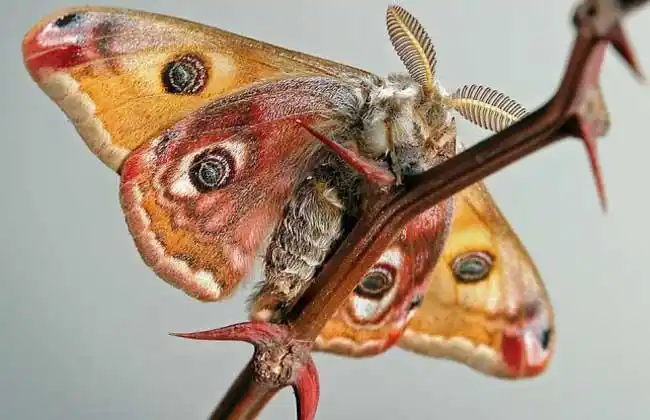 飞蛾扑火是什么意思