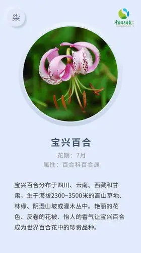 07 宝兴百合 lilium duchartrei  franch