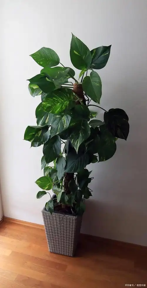 大绿萝的养殖方法和浇水